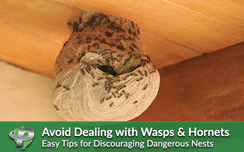 Avoid dealing with wasps and hornets