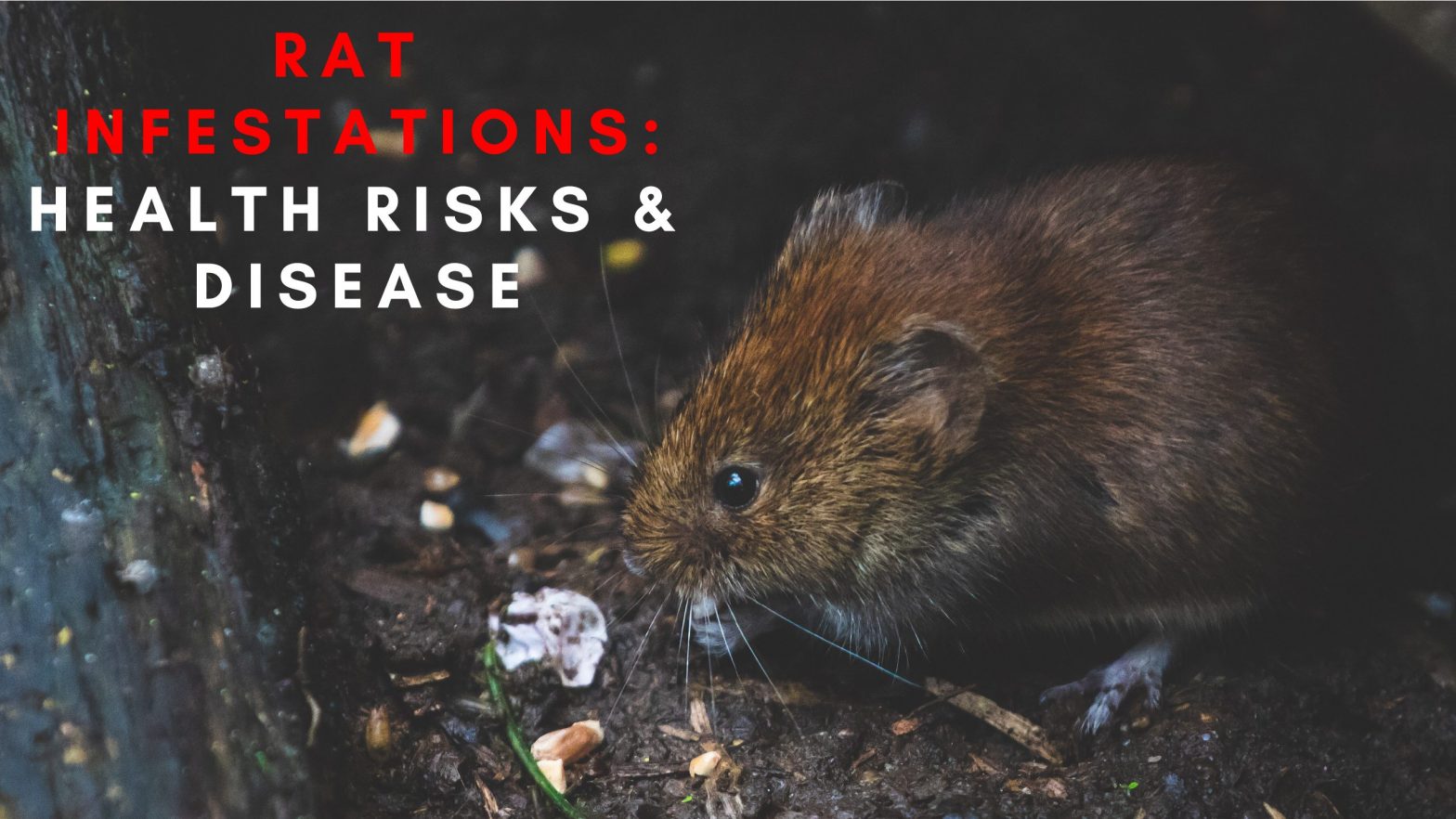 Health risks posed by rat infestations