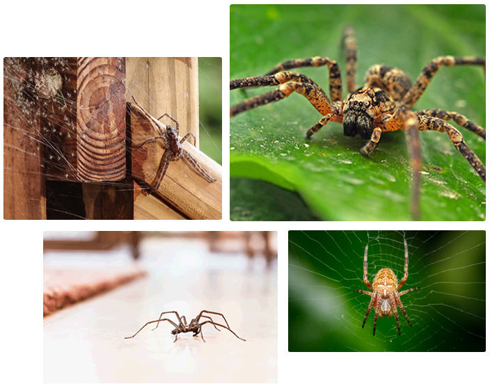 Spider removal services