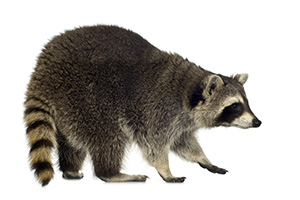 Humane raccoon removal