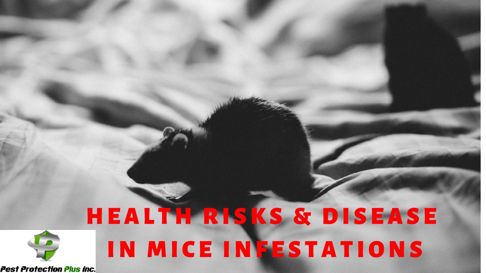 Health risks & disease in mice infestations