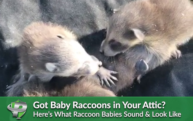 What Does A Baby Raccoon Sound Like? 