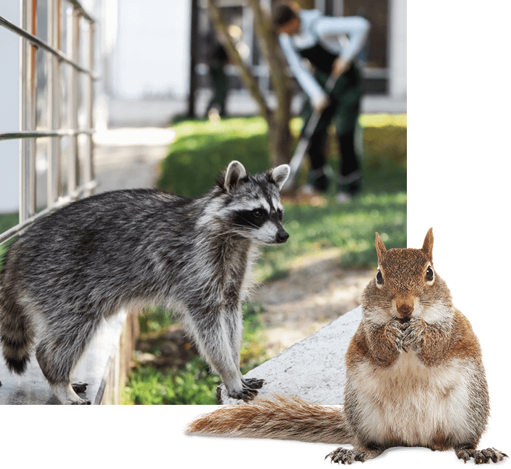Wildlife removal and pest control in the GTA