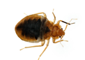Bed bug removal services