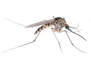 Mosquito control services
