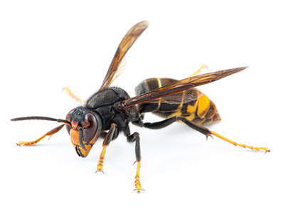 Hornet and wasp removal services