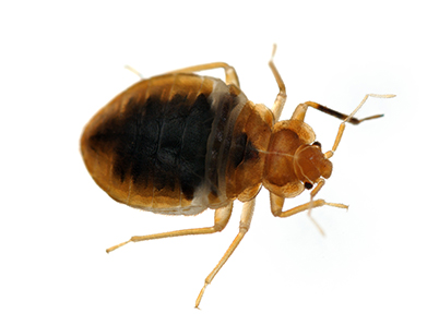 Bed bug removal services