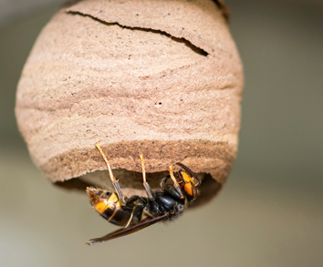 Hornet & wasp removal services