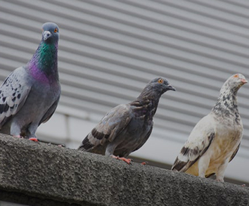 Pigeon & bird removal services
