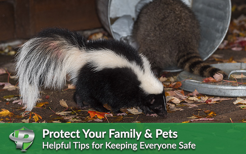 Protect your family and pets from raccoons