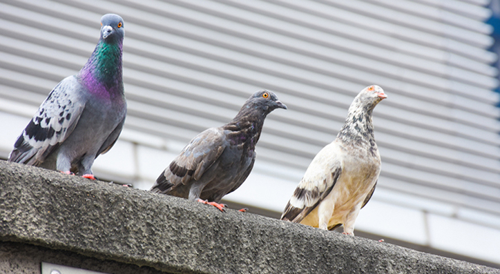 Pigeon & bird removal services