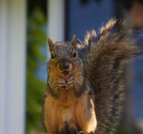 Squirrel removal services