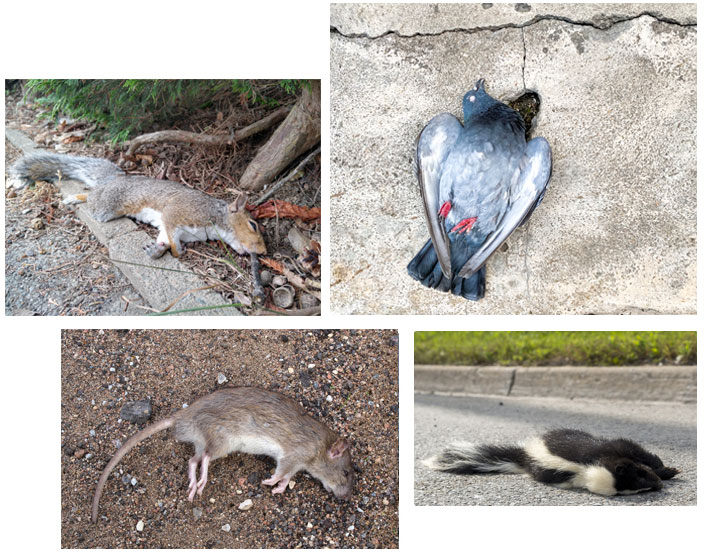 Dead Animal Removal Services in the GTA | Pest Protection Plus