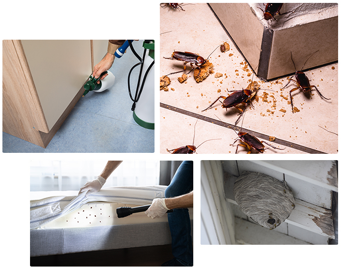 Insect removal service