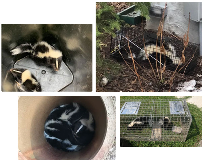 Skunk removal services humane pest protection plus inc