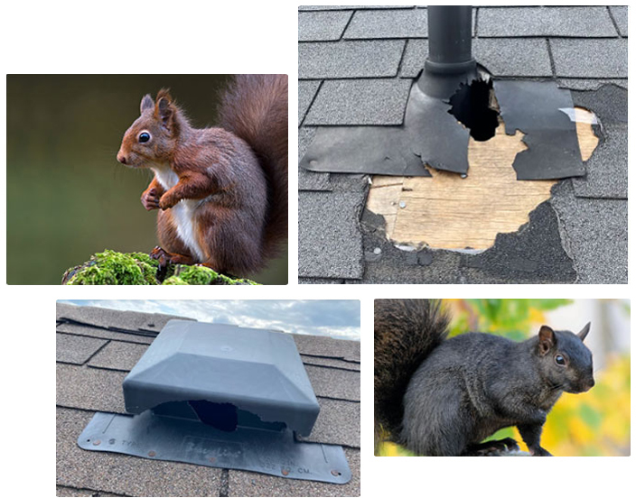 Squirrel removal services and damage to a roof pest protection plus