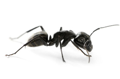 Ant control Services