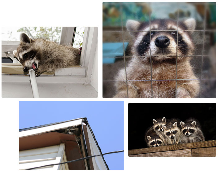 Raccoon removal services