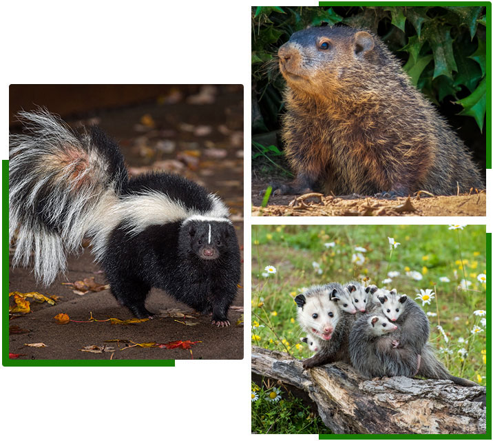 Wildlife removal services in the GTA