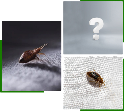 Bed bug facts