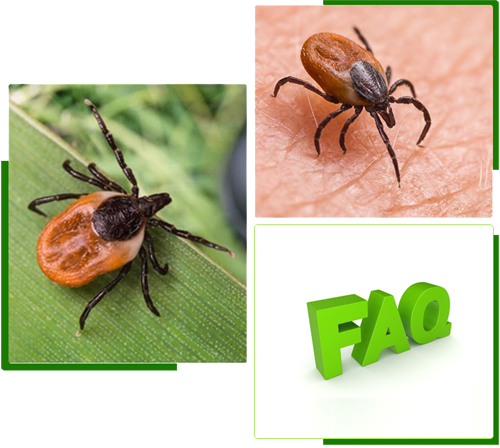 Facts about ticks