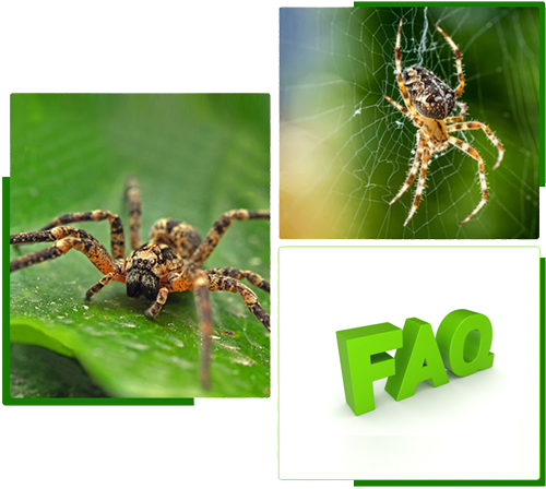 Facts about spiders