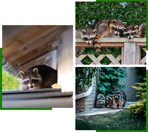Humane raccoon removal services