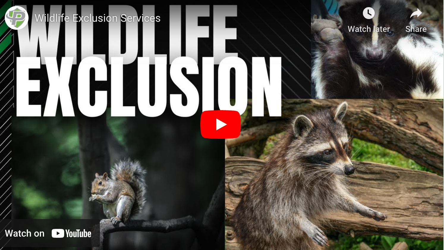 Humane wildlife exclusion for raccoons skunks squirrels