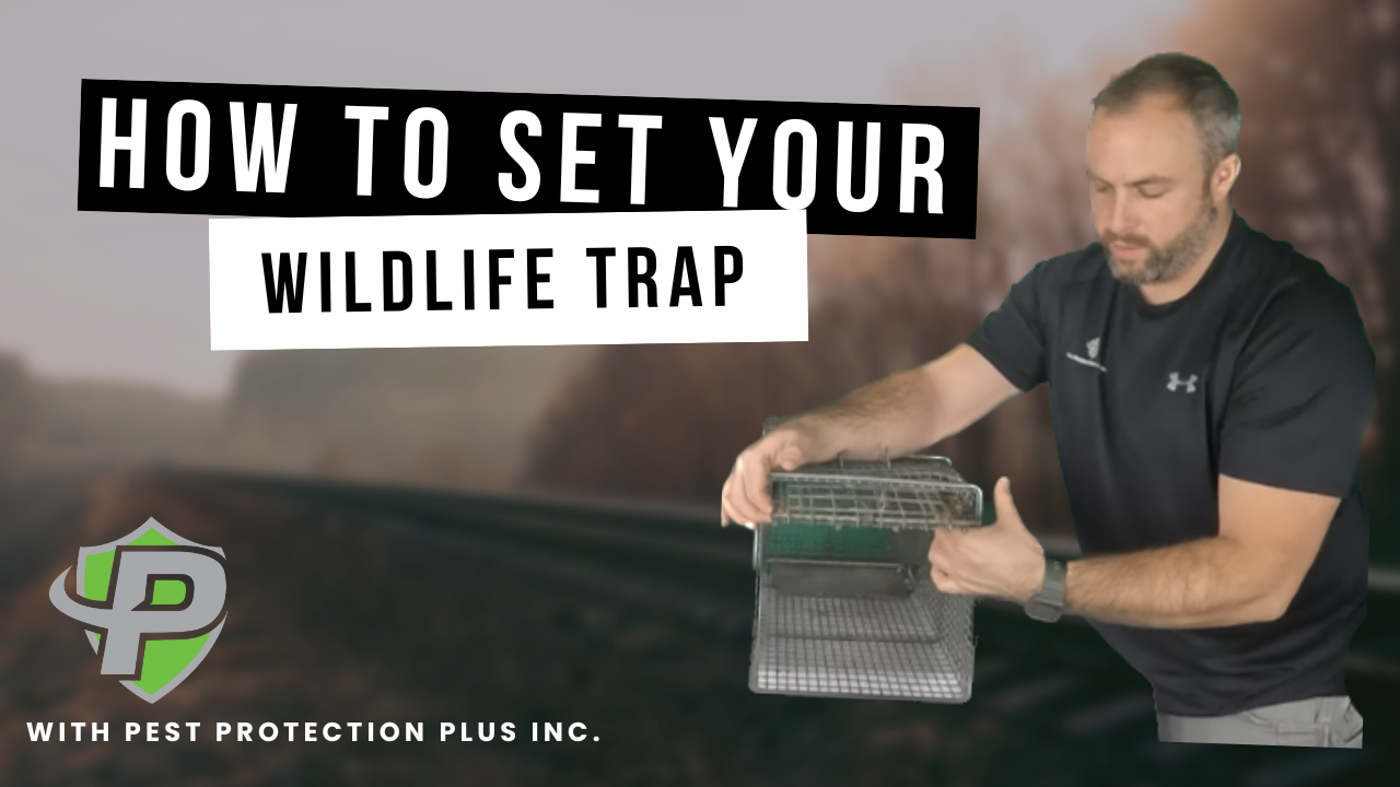 how to set a humane wildlife trap for raccoons, skunks squirrels pest protection plus inc