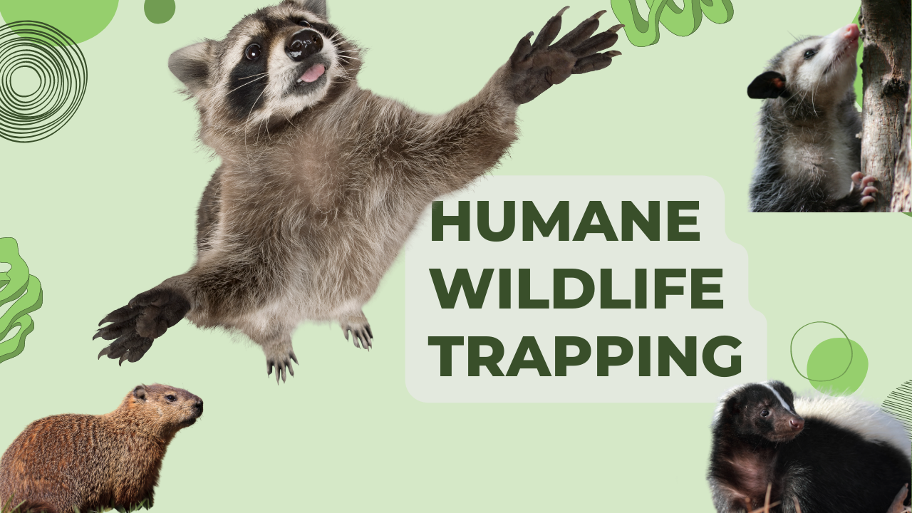 humane wildlife trapping for raccoons and skunks pest protection plus inc. gta wildlife removal