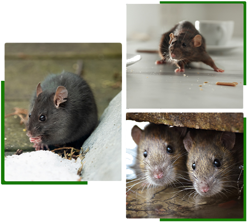 Professional rat removal company in the GTA