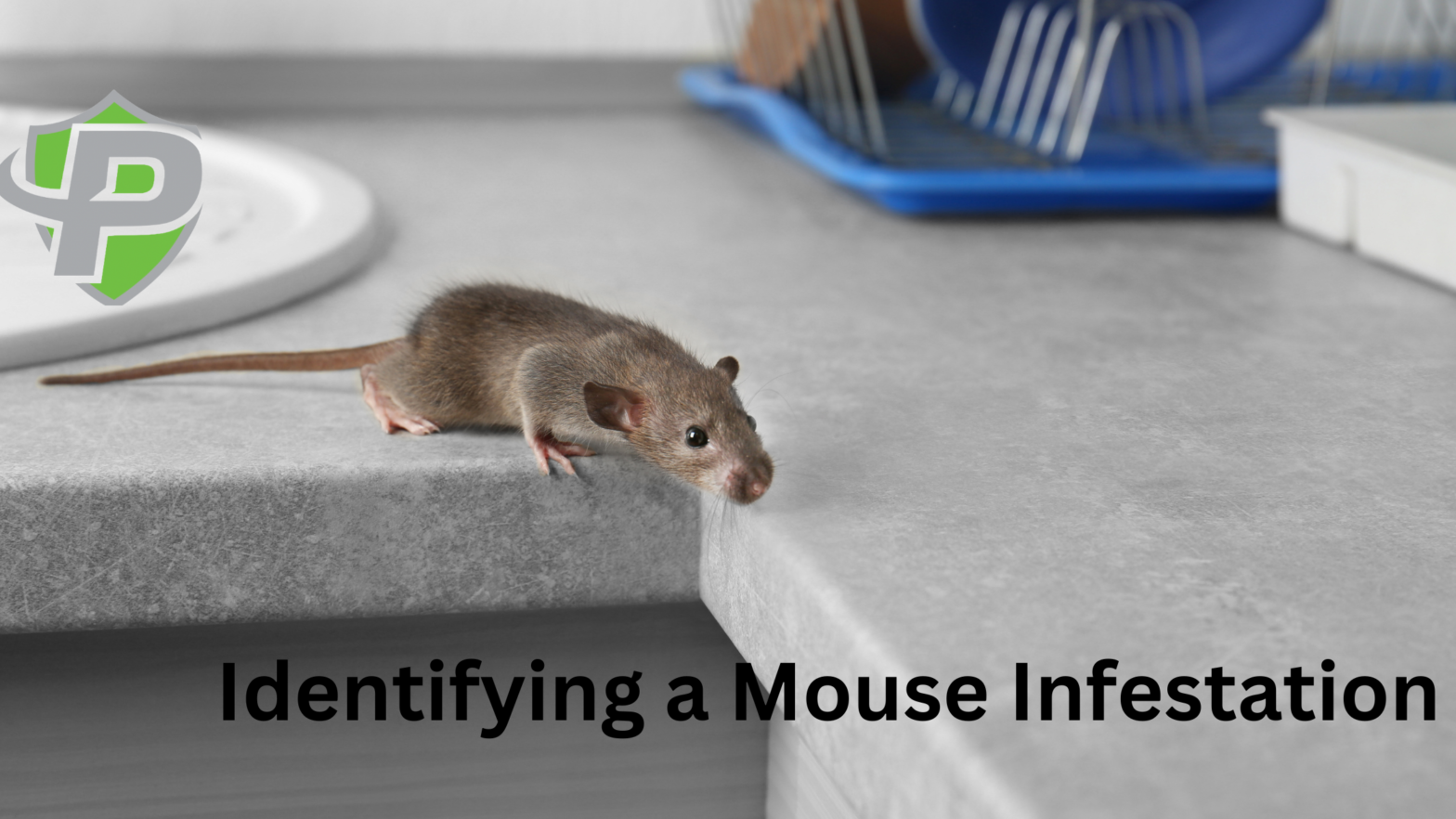 identifying a mouse infestation