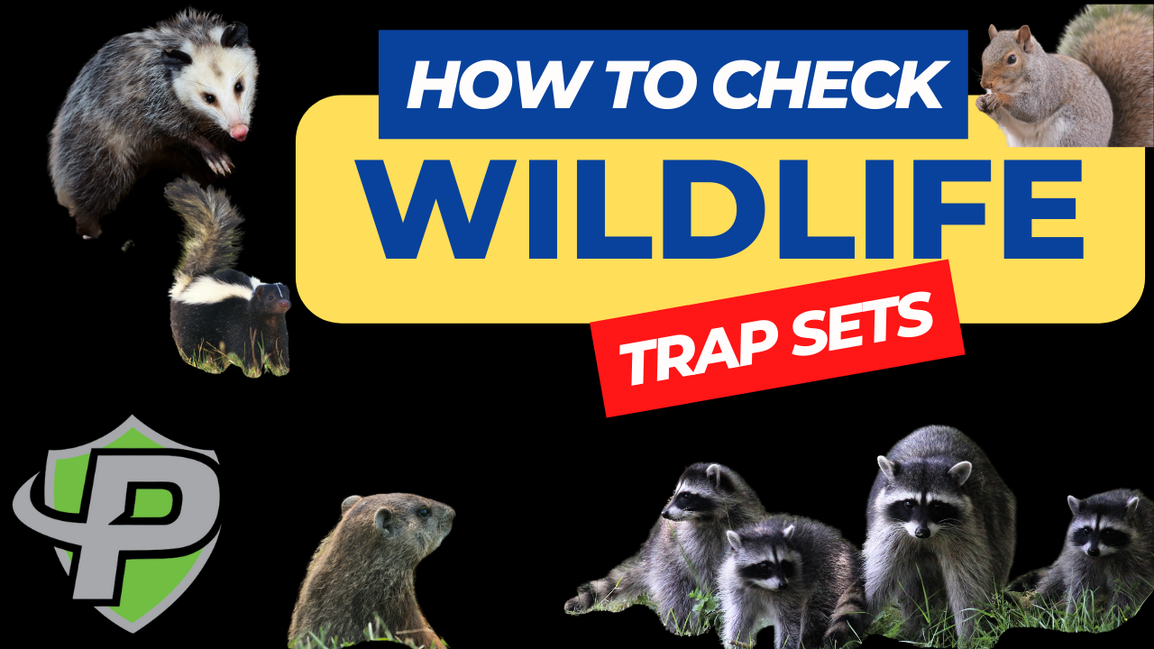 how to check humane wildlife live trap