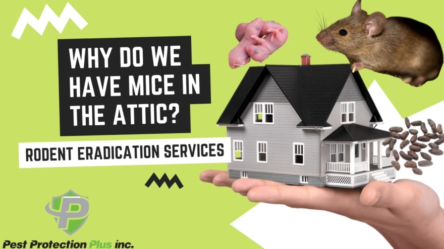 https://www.pestprotectionplus.com/wp-content/uploads/2023/02/why-do-we-have-mice-in-the-attic-e1678771000293.jpg